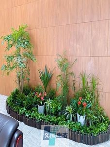 江苏企业大厅绿植组合摆放