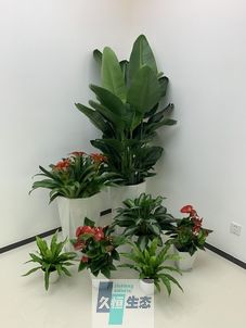 江苏办公室花卉绿植租摆简约组合